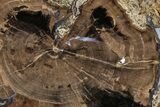 Petrified Wood (Schinoxylon) Round - Blue Forest, Wyoming #377559-1